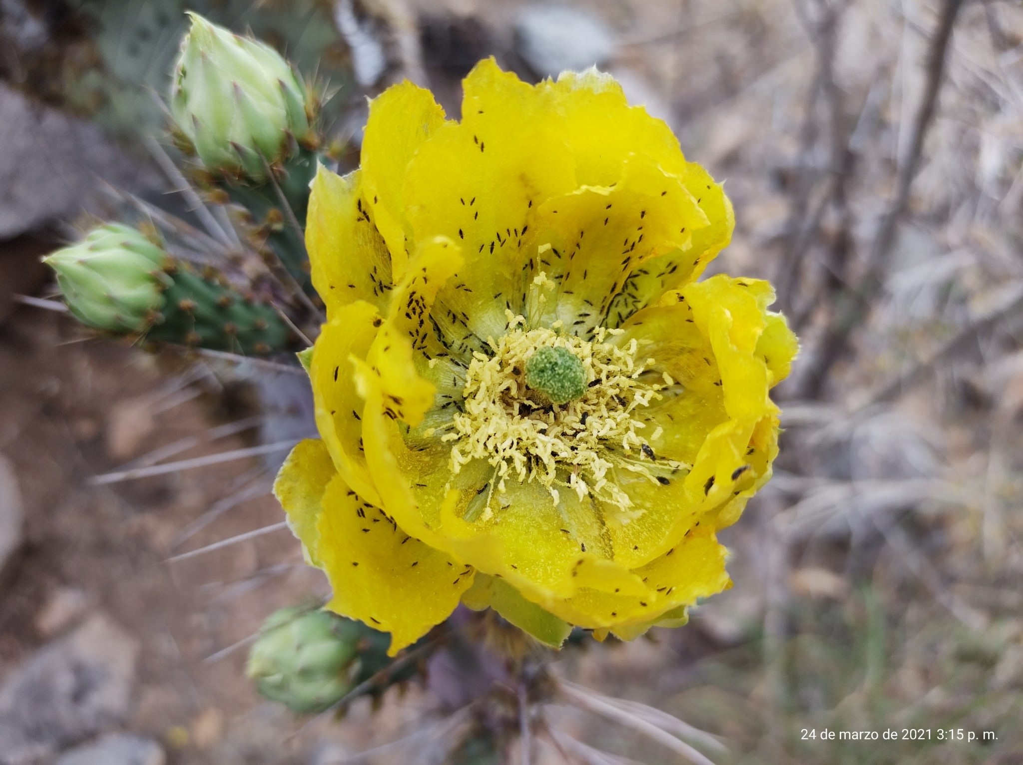 Opuntia gosseliniana